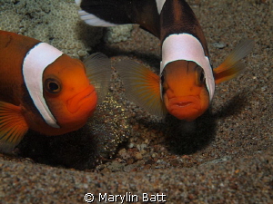 Clownfis protecting their eggs. by Marylin Batt 